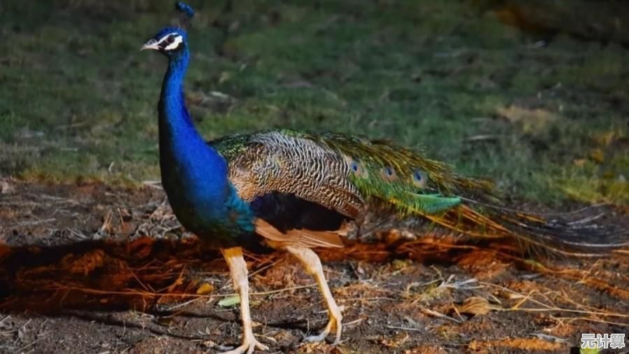 为什么不来《欢乐动物园3D》养珍稀动物,建梦幻乐园? 为什么不来《欢乐动物园3D》养珍稀动物,建梦幻乐园?