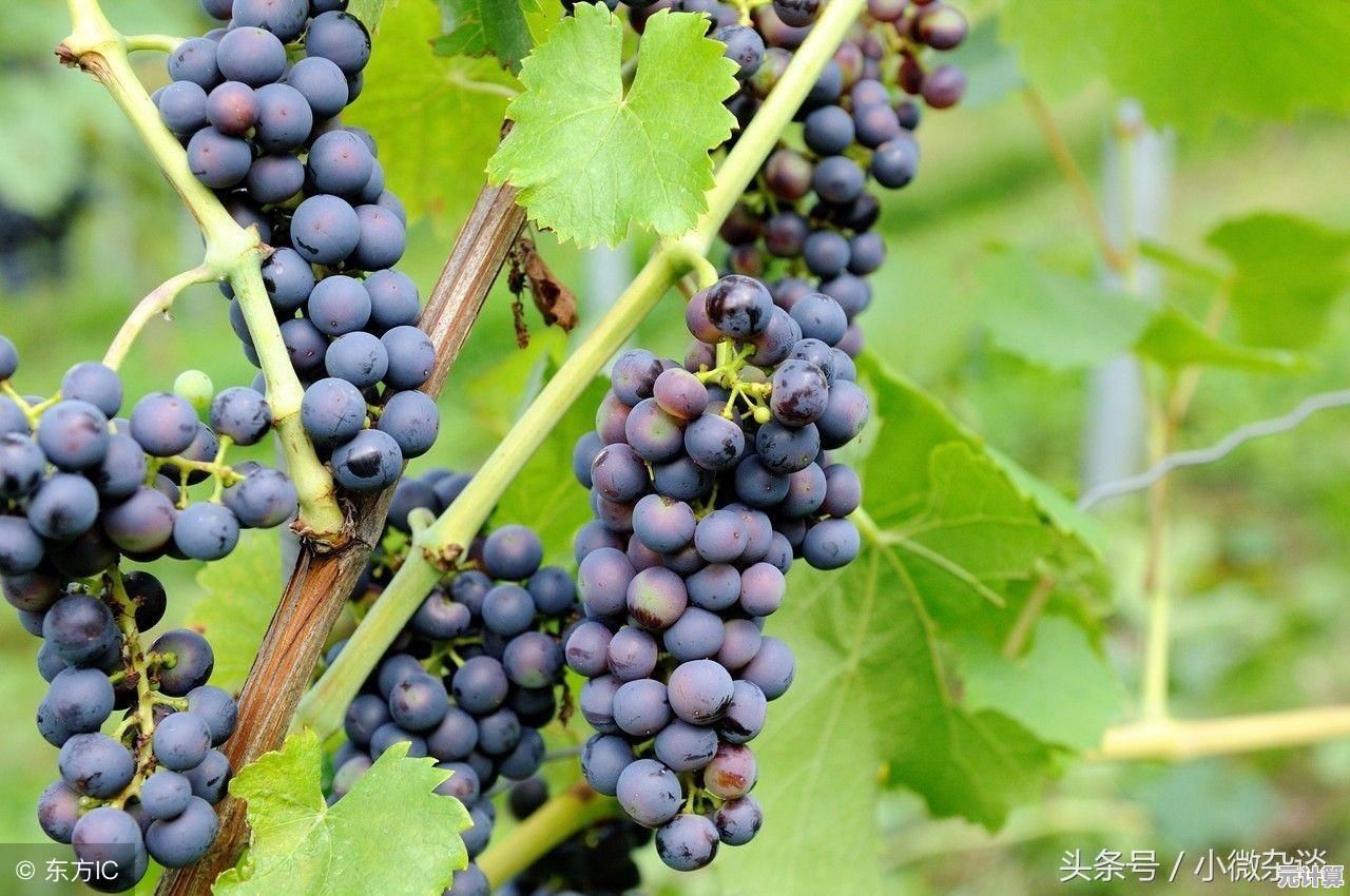 你准备好成为知名酿酒师了吗?酿造物语手机版》带你深入葡萄酒文化! 你准备好成为知名酿酒师了吗?酿造物语手机版》带你深入葡萄酒文化!