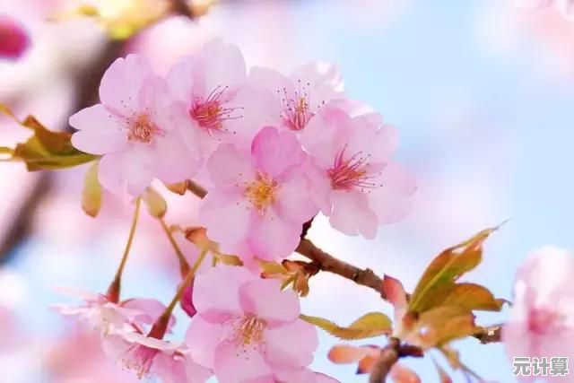 还在寻找浪漫邂逅?樱花恋爱手册》带你探索心动瞬间! 还在寻找浪漫邂逅?樱花恋爱手册》带你探索心动瞬间!