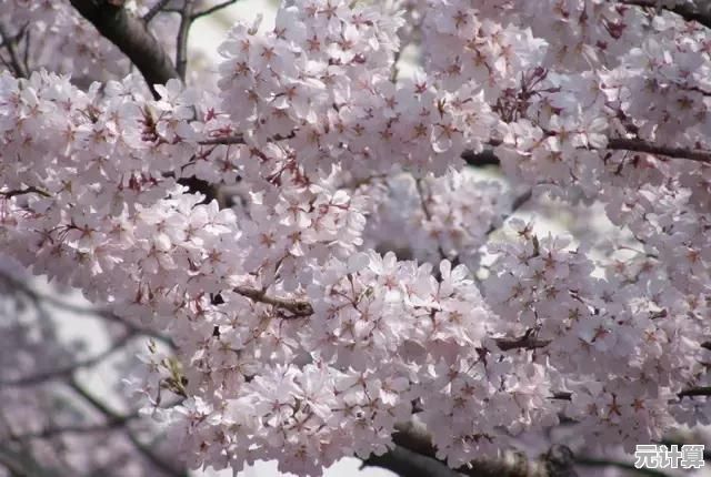 还在寻找浪漫邂逅?樱花恋爱手册》带你探索心动瞬间! 还在寻找浪漫邂逅?樱花恋爱手册》带你探索心动瞬间!