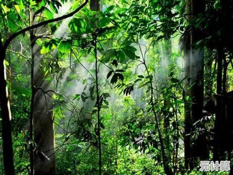 雨林木风官网：沉浸自然奇景，体验生态和谐之旅