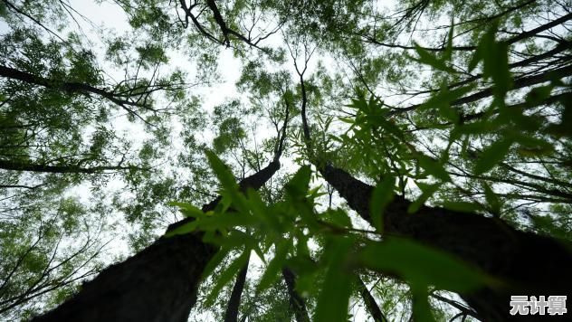 雨林木风官网：沉浸自然奇景，体验生态和谐之旅