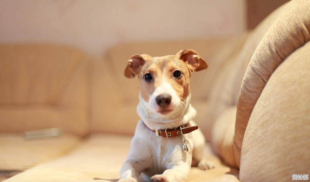 狗狗养成太无聊？你确定不试试晴天小狗2百度版？