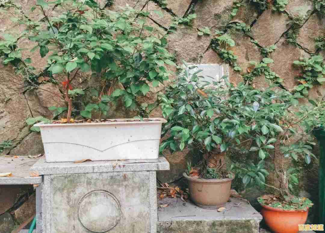 还在找难度适中又充满创意的游戏?暴走植物》让你轻松布局、笑点不断! 还在找难度适中又充满创意的游戏?暴走植物》让你轻松布局、笑点不断!