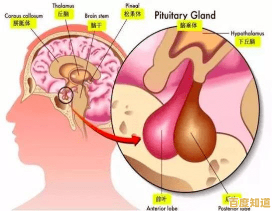 人体内脏器官结构解析:透视复杂系统,理解生理运作的内在奥秘 人体内脏器官结构解析:透视复杂系统,理解生理运作的内在奥秘