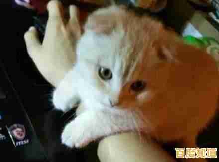 厌倦了复杂游戏?冒险猫正版》的简约画风不正是你的最爱吗? 厌倦了复杂游戏?冒险猫正版》的简约画风不正是你的最爱吗?