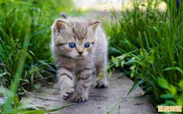 谁说经营游戏不够可爱?猫咪小吃店最新版》的萌系画风和小动物互动不心动吗? 谁说经营游戏不够可爱?猫咪小吃店最新版》的萌系画风和小动物互动不心动吗?