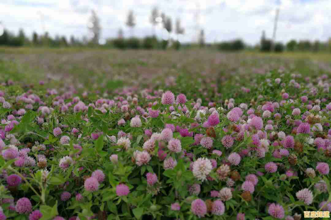 割草也能竞技?牧场割草模拟器》邀你征服对手赢金币! 割草也能竞技?牧场割草模拟器》邀你征服对手赢金币!