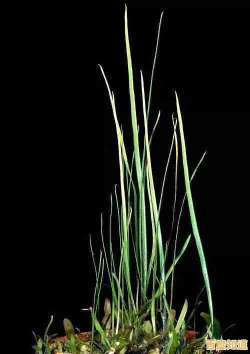 经典玩法+创新系统，植物大战僵尸生态版不来试试？