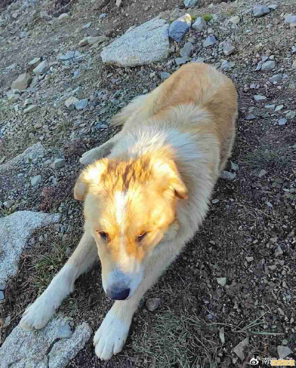 厌倦了人类生活?试试《狗的生存(DogSurvivalSimulator)和狗狗朋友们晒太阳不香吗? 厌倦了人类生活?试试《狗的生存(DogSurvivalSimulator)和狗狗朋友们晒太阳不香吗?